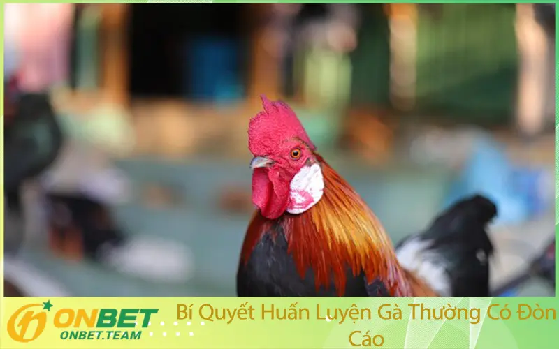 Bí Quyết Huấn Luyện Gà Thường Có Đòn Cáo