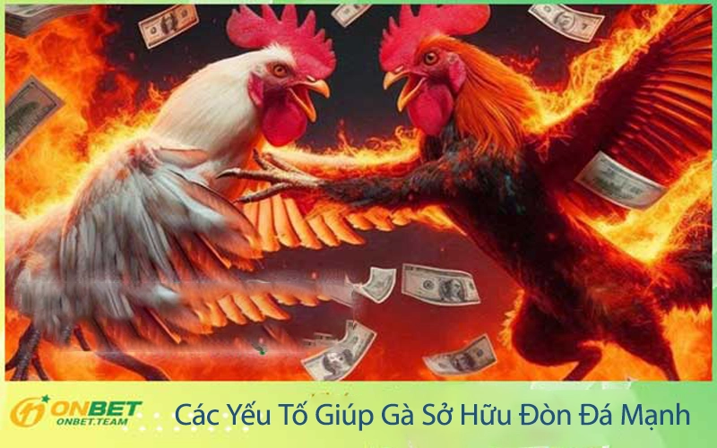 Các Yếu Tố Giúp Gà Sở Hữu Đòn Đá Mạnh