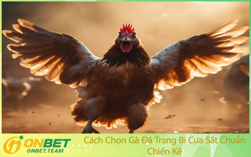 Cách Chọn Gà Đá Trang Bị Cựa Sắt Chuẩn Chiến Kê