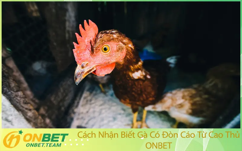 Cách Nhận Biết Gà Có Đòn Cáo Từ Cao Thủ ONBET