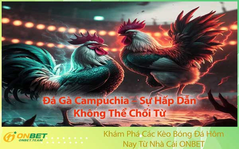 Đá Gà Campuchia – Sự Hấp Dẫn Không Thể Chối Từ