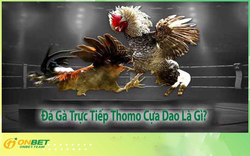 Đá Gà Trực Tiếp Thomo Cựa Dao Là Gì?