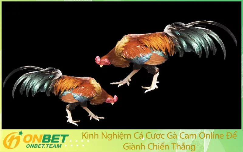 Kinh Nghiệm Cá Cược Gà Cam Online Để Giành Chiến Thắng