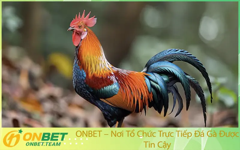 ONBET – Nơi Tổ Chức Trực Tiếp Đá Gà Được Tin Cậy