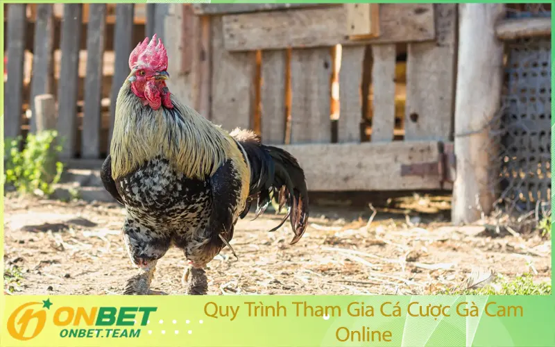 Quy Trình Tham Gia Cá Cược Gà Cam Online