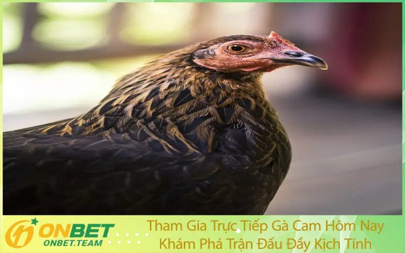 Tham Gia Trực Tiếp Gà Cam Hôm Nay – Khám Phá Trận Đấu Đầy Kịch Tính