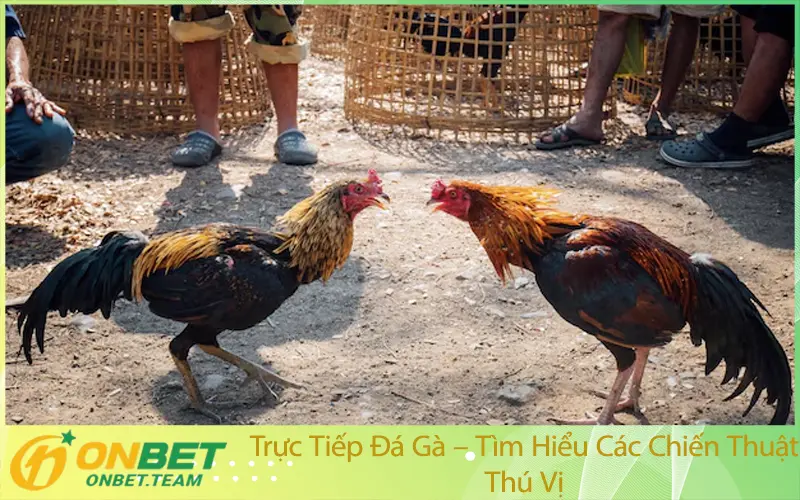 Trực Tiếp Đá Gà – Tìm Hiểu Các Chiến Thuật Thú Vị