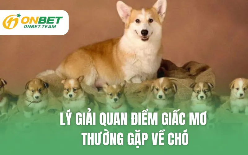Lý giải quan điểm giấc mơ thường gặp về chó
