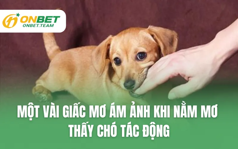 Một vài giấc mơ ám ảnh khi nằm mơ thấy chó tác động