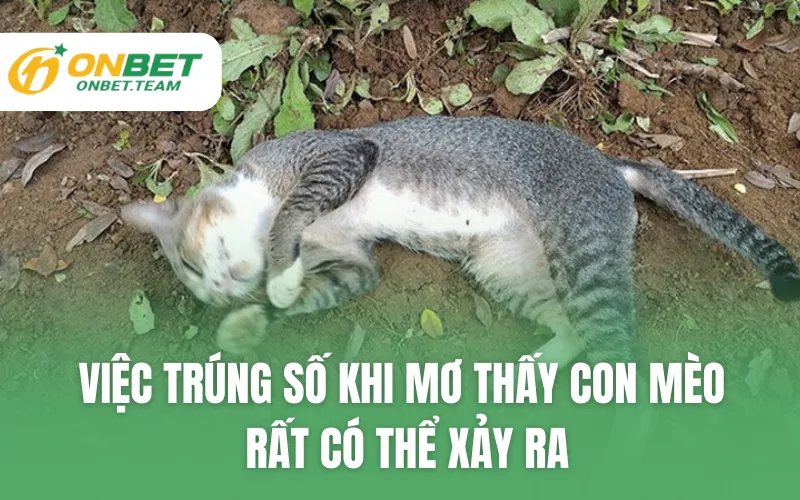 Việc trúng số khi mơ thấy con mèo rất có thể xảy ra