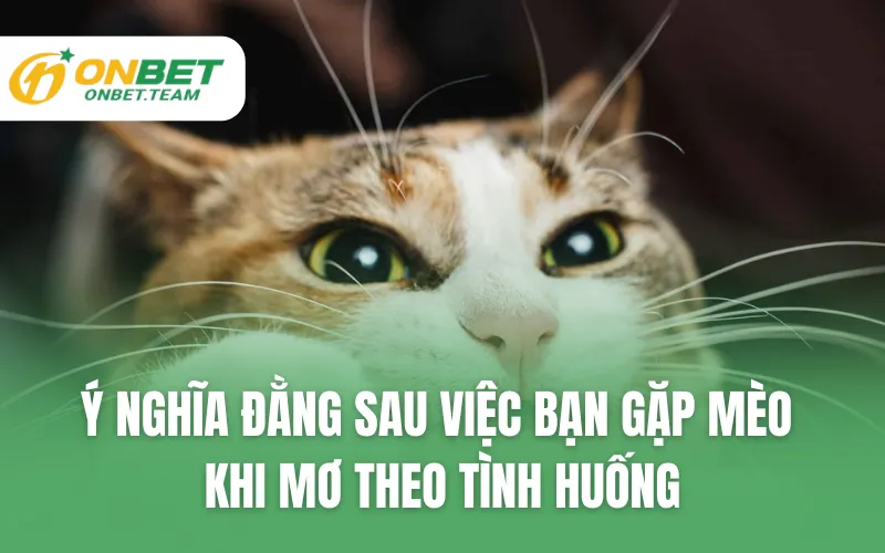 Ý nghĩa đằng sau việc bạn gặp mèo khi mơ theo tình huống