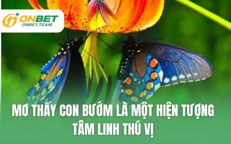 Mơ thấy con bướm là một hiện tương tâm linh thú vị