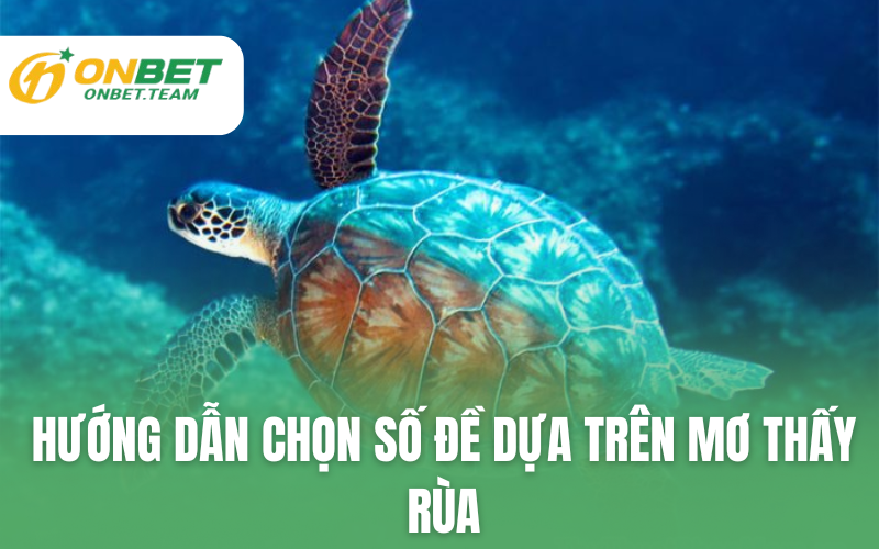 Hướng dẫn chọn số đề dựa trên mơ thấy rùa