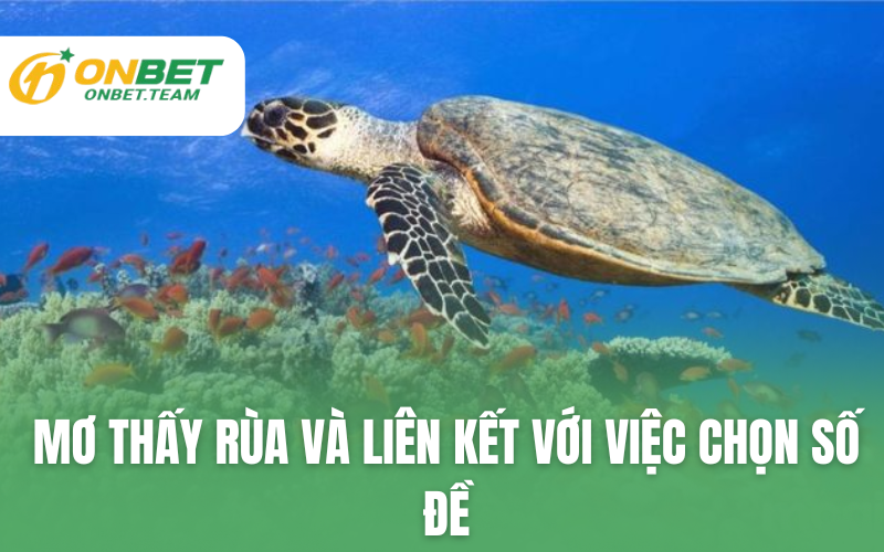 Mơ thấy rùa và liên kết với việc chọn số đề