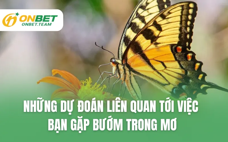 Những dự đoán liên quan tới việc bạn gặp bướm trong mơ